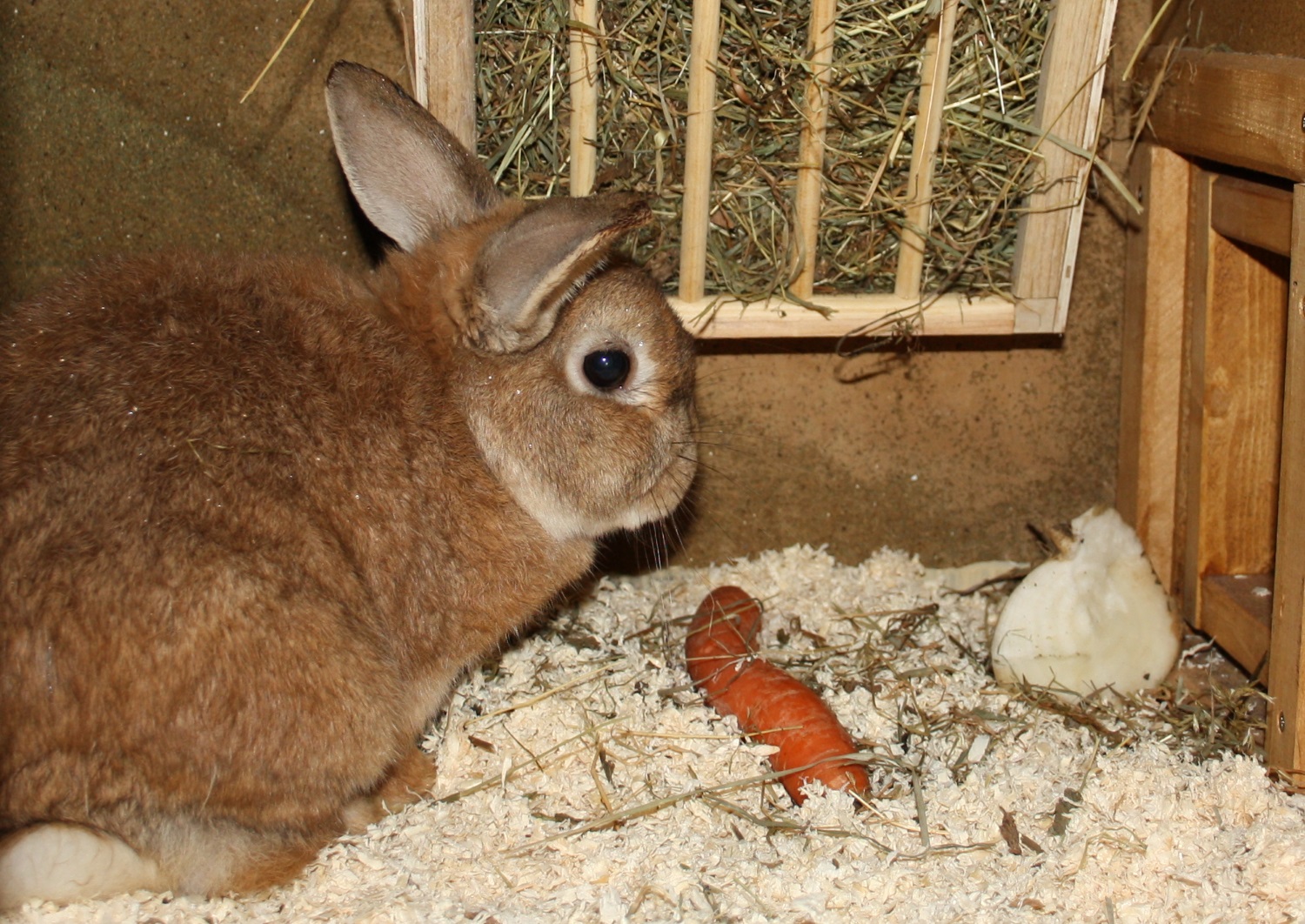 Geeignetes Futter für das Kaninchen - Kaninchenfutter