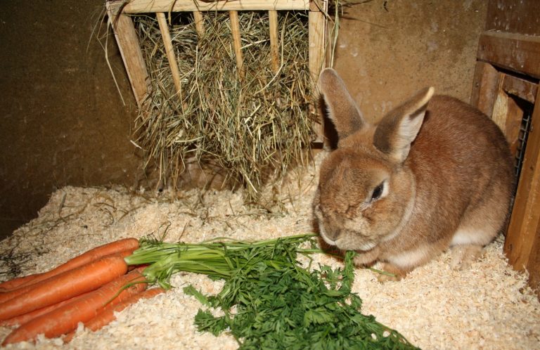 Das optimale Kaninchenfutter - Rohfaserreiches Kaninchenfutter 768x498